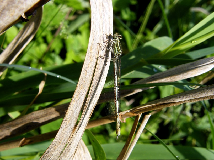 Platycnemis pennipes